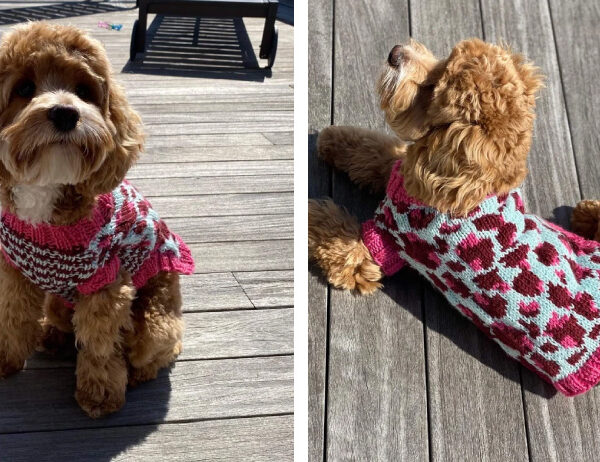 Leopard Dog Sweater [FREE Knitting Pattern] | learnknittingonline.com